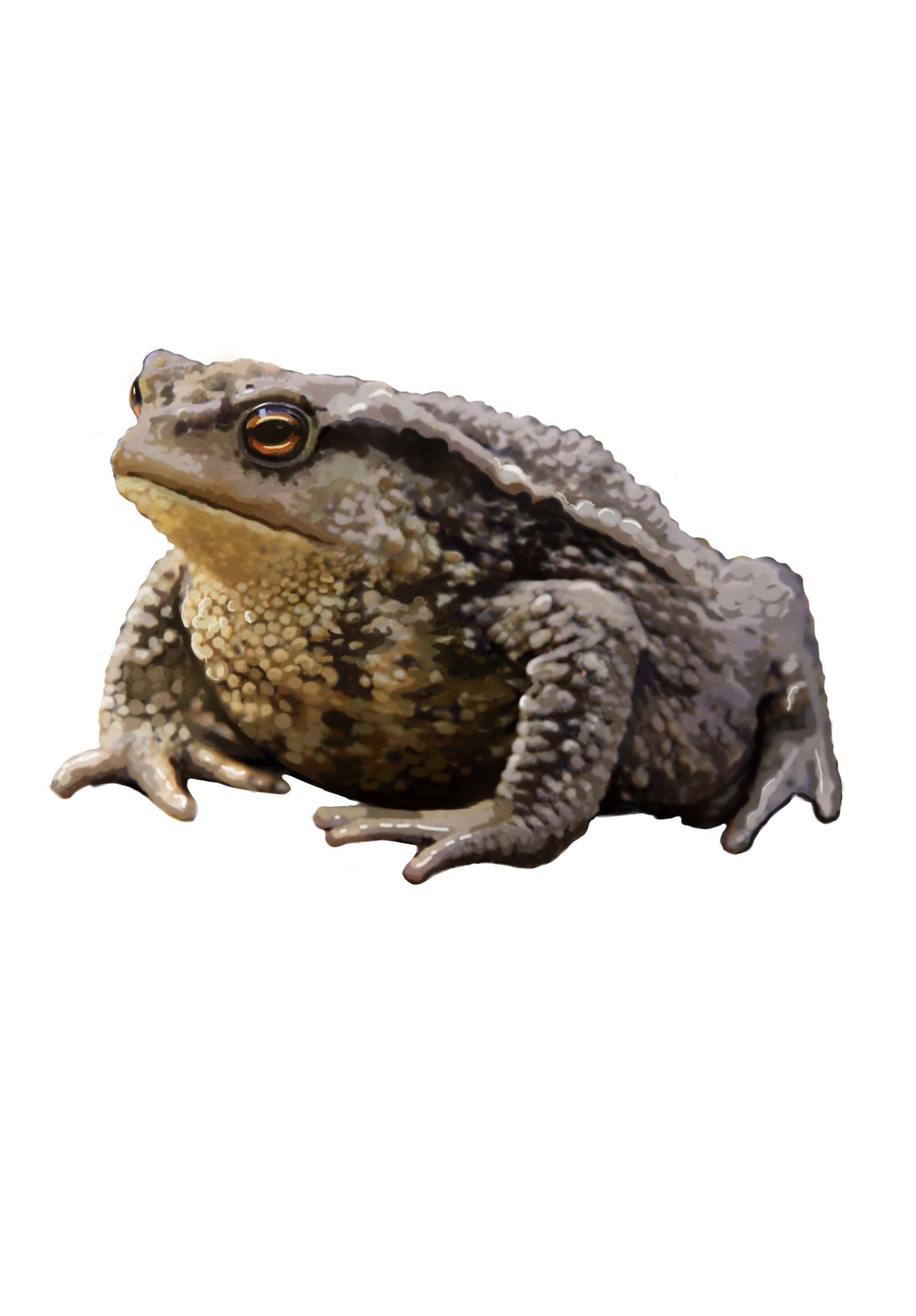 ropucha_szara.png