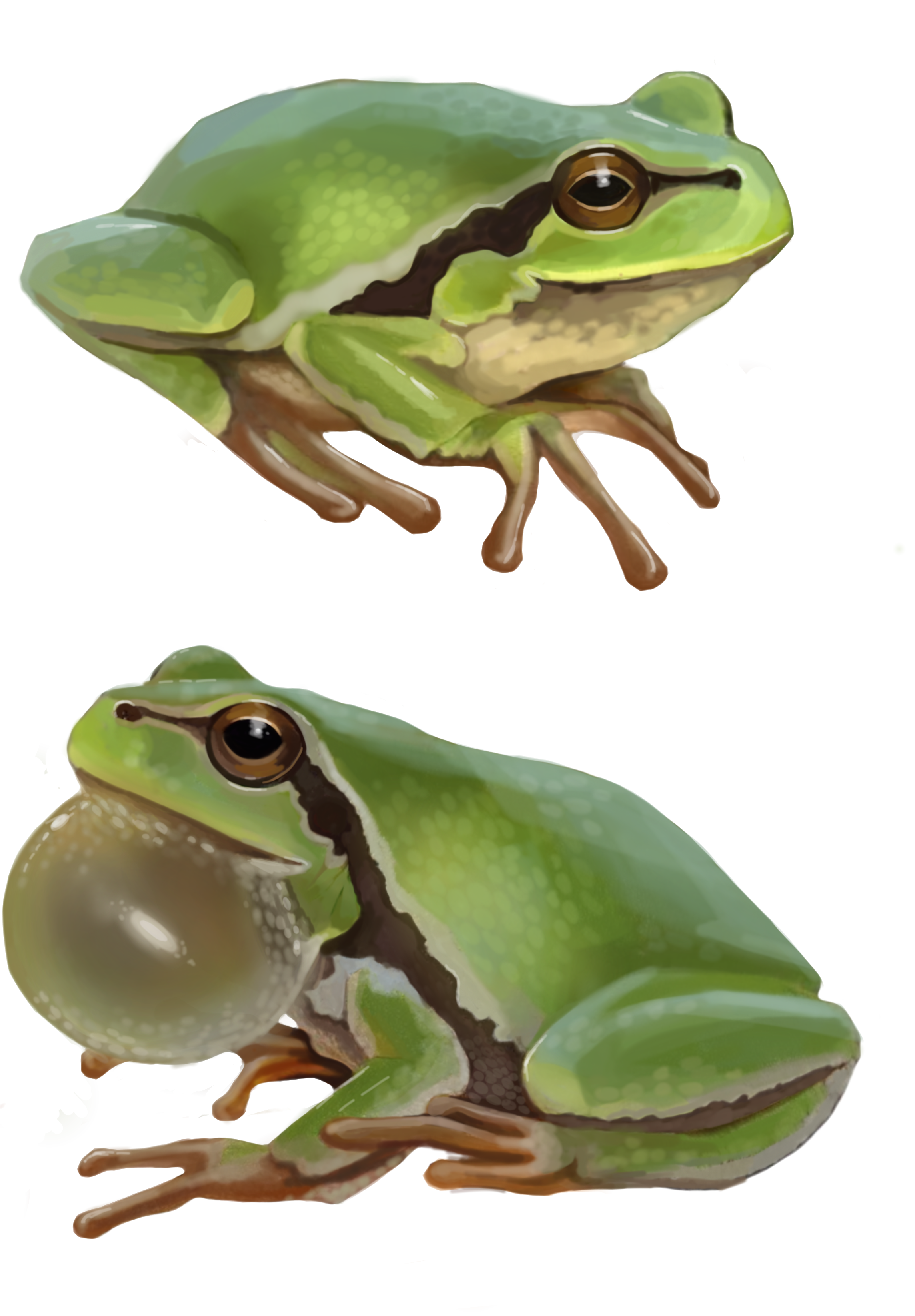rzekotka.png