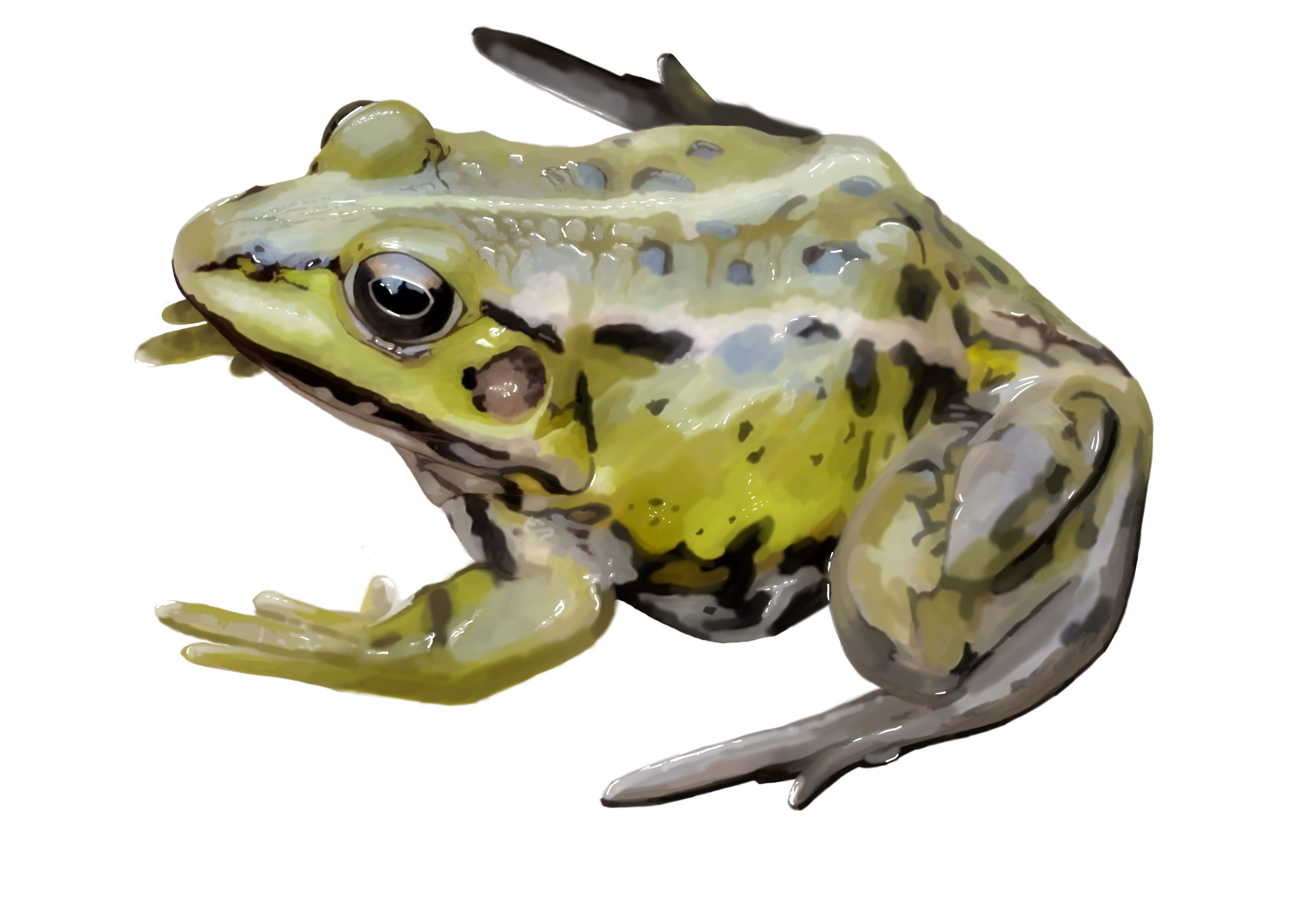zaba_wodna.png