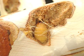 wood_insects.jpg