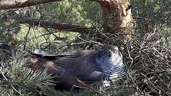 Instytut Biologii zaprasza na transmisję z gniazda jastrzębia