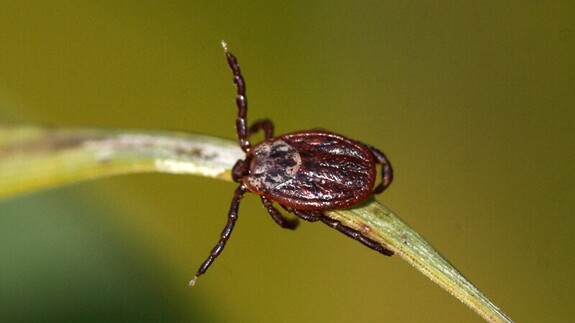 dermacentor_retiuculatus_female_fot_j_kupryjanowicz.jpg