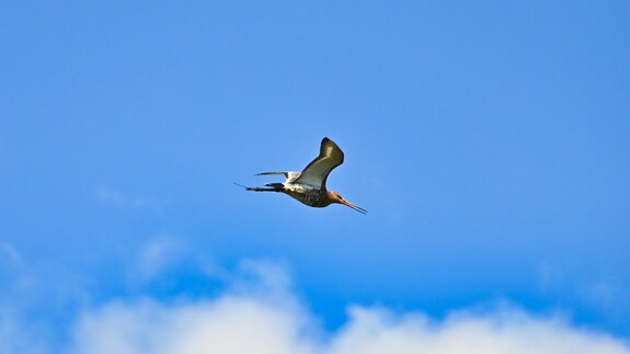 Dr Dominika Winiarska has been awarded the Wildlife Acoustics Scientific Product Grant.