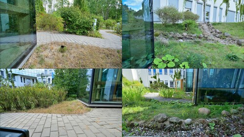 Ptaki giną niezauważone. Nowe badania UwB pokazują, jak padlinożercy zniekształcają rzeczywisty obraz kolizji ptaków z szybami