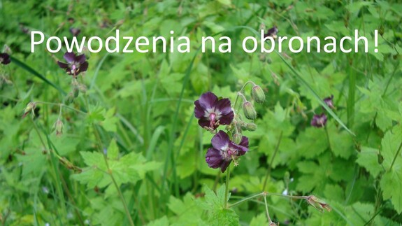 powodzenia na obronach