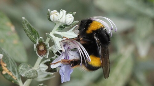 Modelling and behaviour: diverse approaches to pollinator conservation.