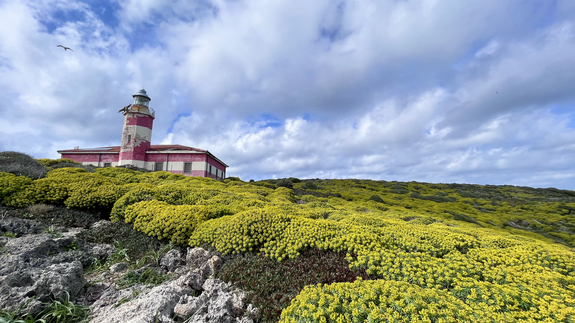 Euphorbia pillows in front of the lighthouse in Giannutri_credits_Marco _Penco