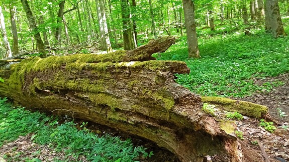 Ekoturystyka