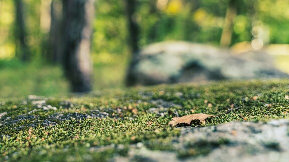 Park Bioróżnorodności w Kampusie UwB