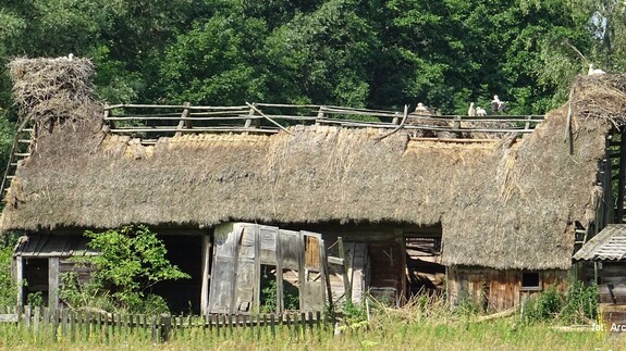 Turystyka ornitologiczna - Popołudniowa kawka z mlekiem