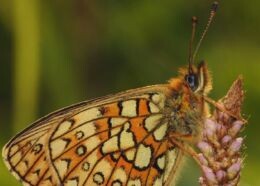 Motyl z Podlasia na okładce jednego z najstarszych czasopism naukowych