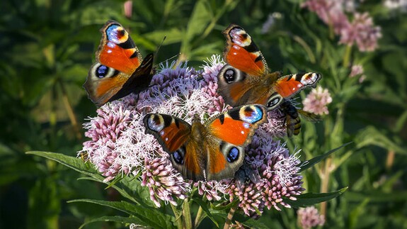 How does the beauty of butterflies influence their conservation?